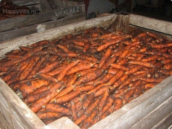 Хранение моркови в опилках на зиму
