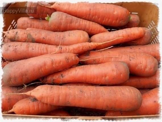 Сорт моркови амстердамская