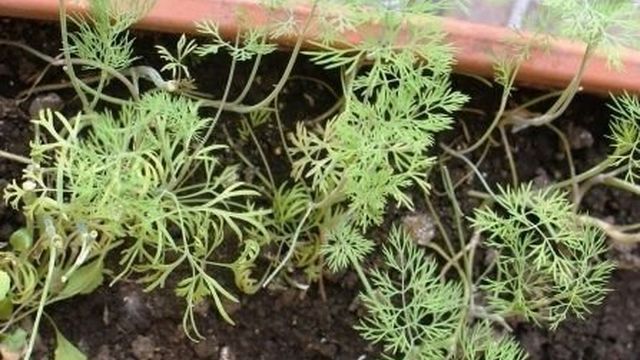 Выращивание зелени зимой и круглый год на подоконнике